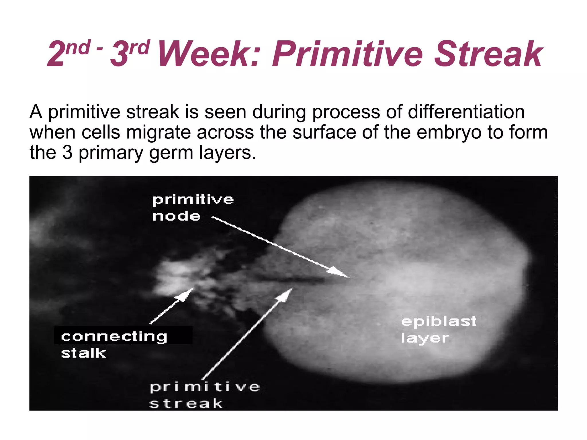 2 nd -  3 rd  Week: Primitive Streak A primitive streak is seen during process of differentiation  when cells migrate across the surface of the embryo to form  the 3 primary germ layers. 