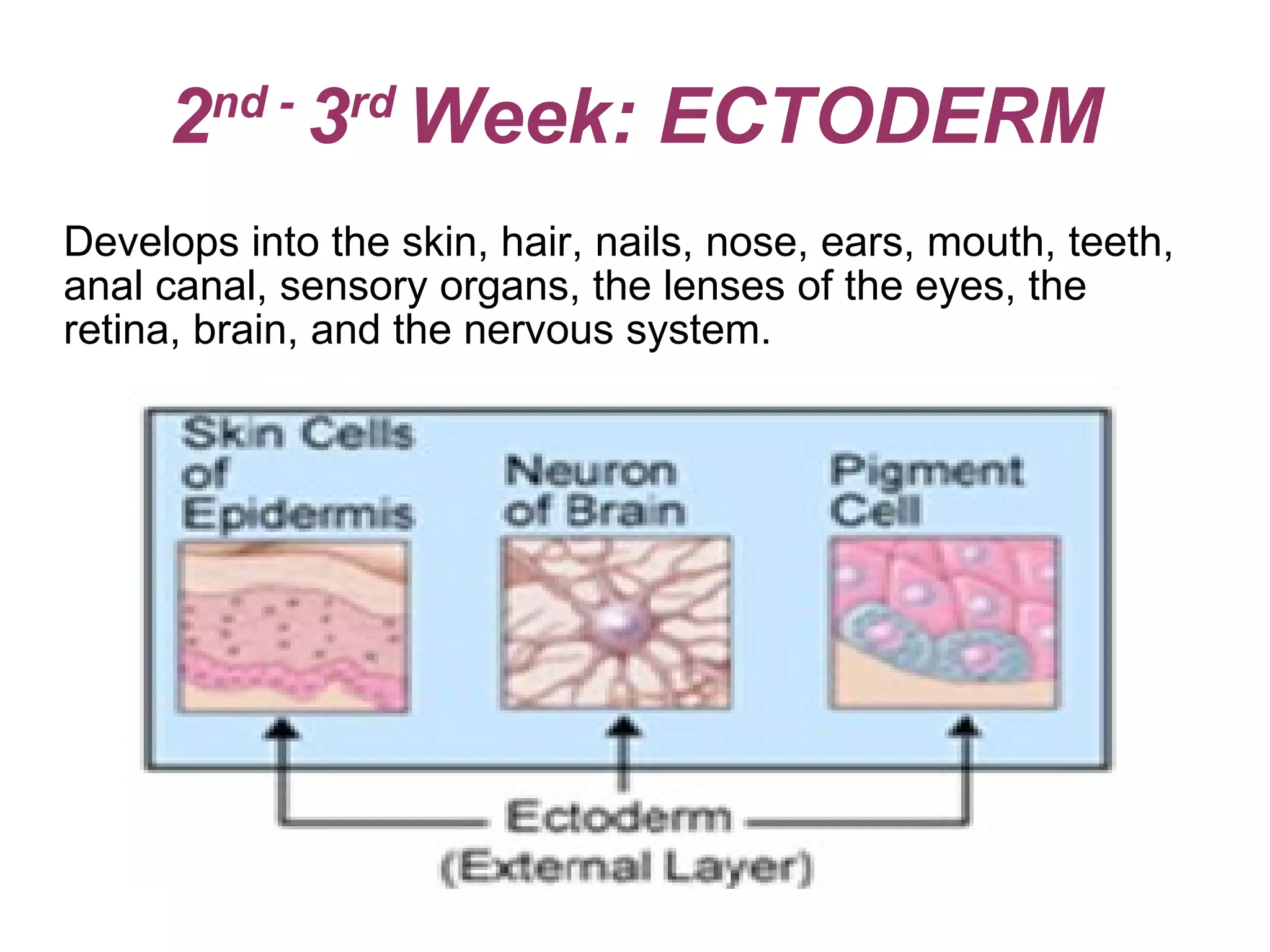 2 nd -  3 rd  Week: ECTODERM Develops into the skin, hair, nails, nose, ears, mouth, teeth, anal canal, sensory organs, the lenses of the eyes, the  retina, brain, and the nervous system. 