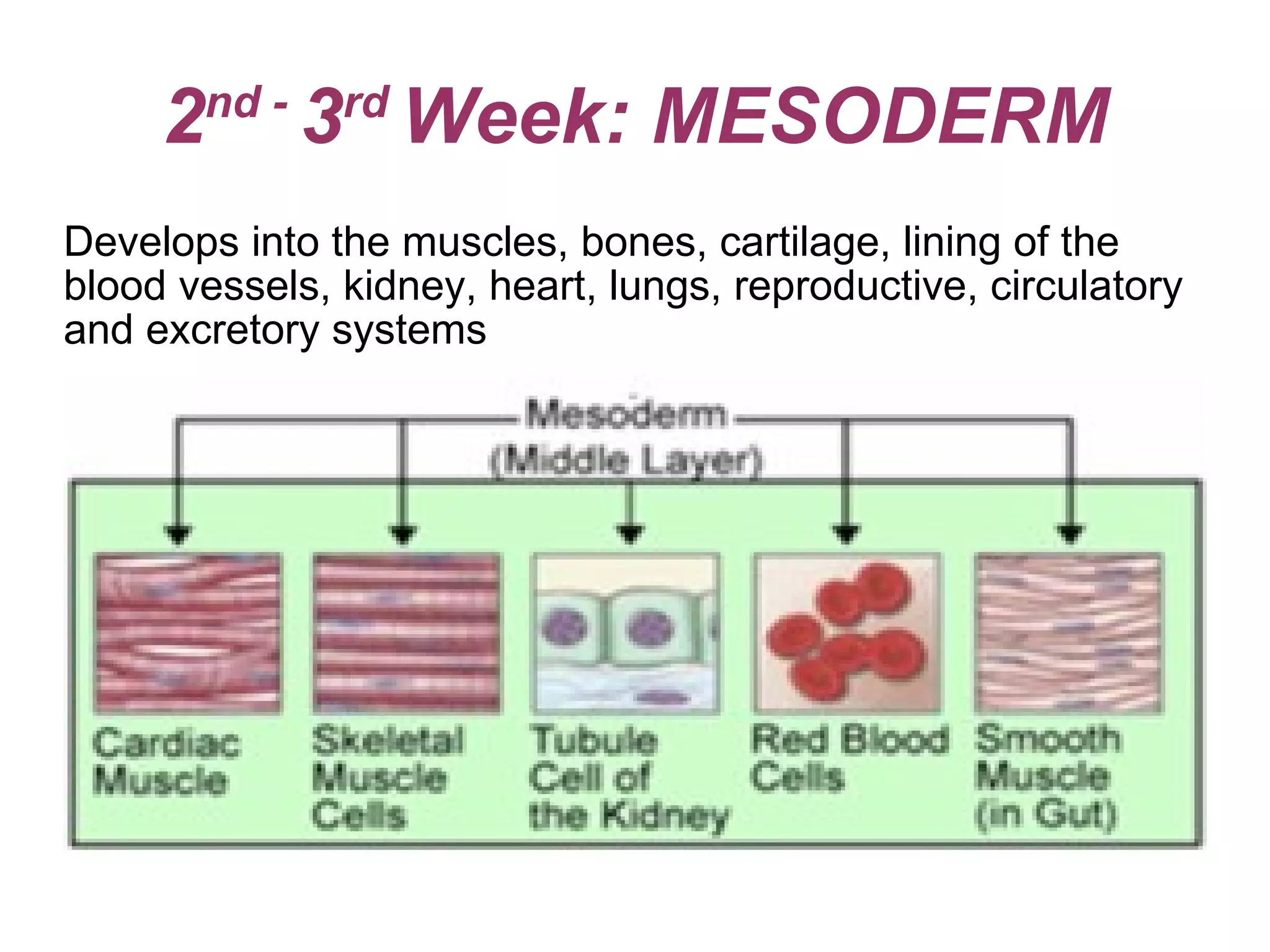 2 nd -  3 rd  Week: MESODERM Develops into the muscles, bones, cartilage, lining of the  blood vessels, kidney, heart, lungs, reproductive, circulatory  and excretory systems 