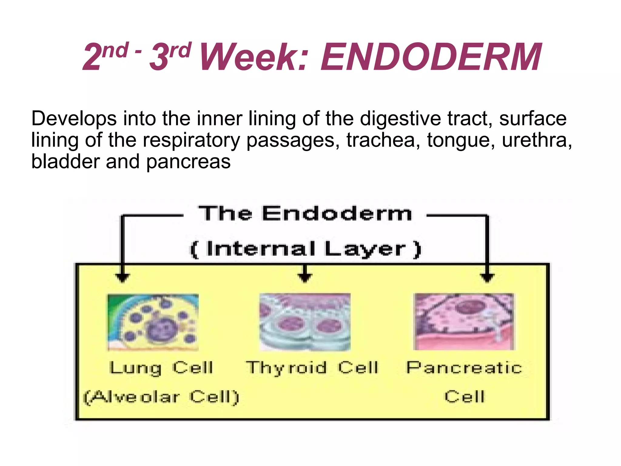2 nd -  3 rd  Week: ENDODERM Develops into the inner lining of the digestive tract, surface  lining of the respiratory passages, trachea, tongue, urethra,  bladder and pancreas 