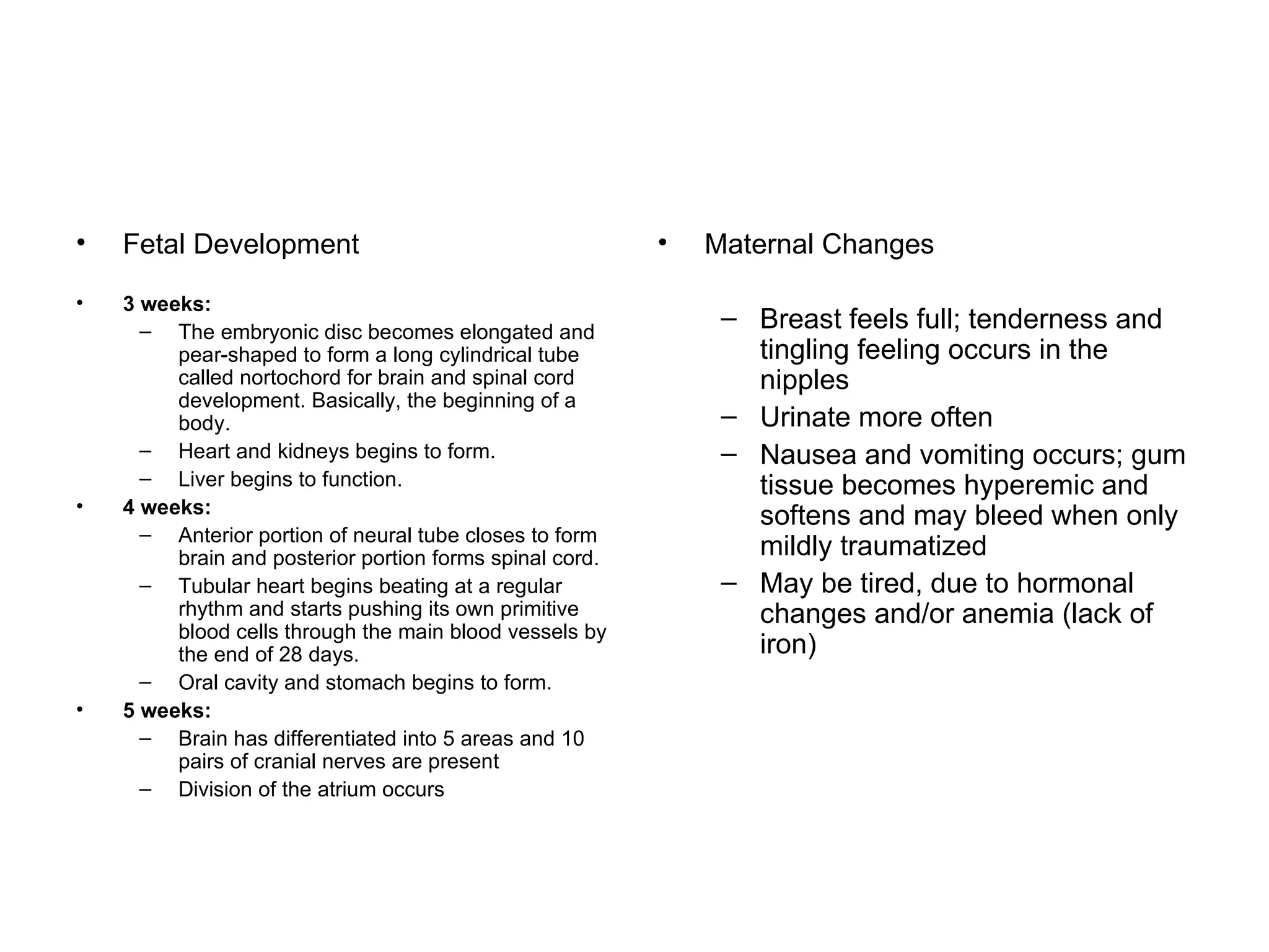Fetal Development 3 weeks: The embryonic disc becomes elongated and pear-shaped to form a long cylindrical tube called nortochord for brain and spinal cord development. Basically, the beginning of a body. Heart and kidneys begins to form. Liver begins to function.  4 weeks: Anterior portion of neural tube closes to form brain and posterior portion forms spinal cord. Tubular heart begins beating at a regular rhythm and starts pushing its own primitive blood cells through the main blood vessels by the end of 28 days. Oral cavity and stomach begins to form. 5 weeks: Brain has differentiated into 5 areas and 10 pairs of cranial nerves are present Division of the atrium occurs Maternal Changes Breast feels full; tenderness and tingling feeling occurs in the nipples Urinate more often Nausea and vomiting occurs; gum tissue becomes hyperemic and softens and may bleed when only mildly traumatized May be tired, due to hormonal changes and/or anemia (lack of iron)‏ 