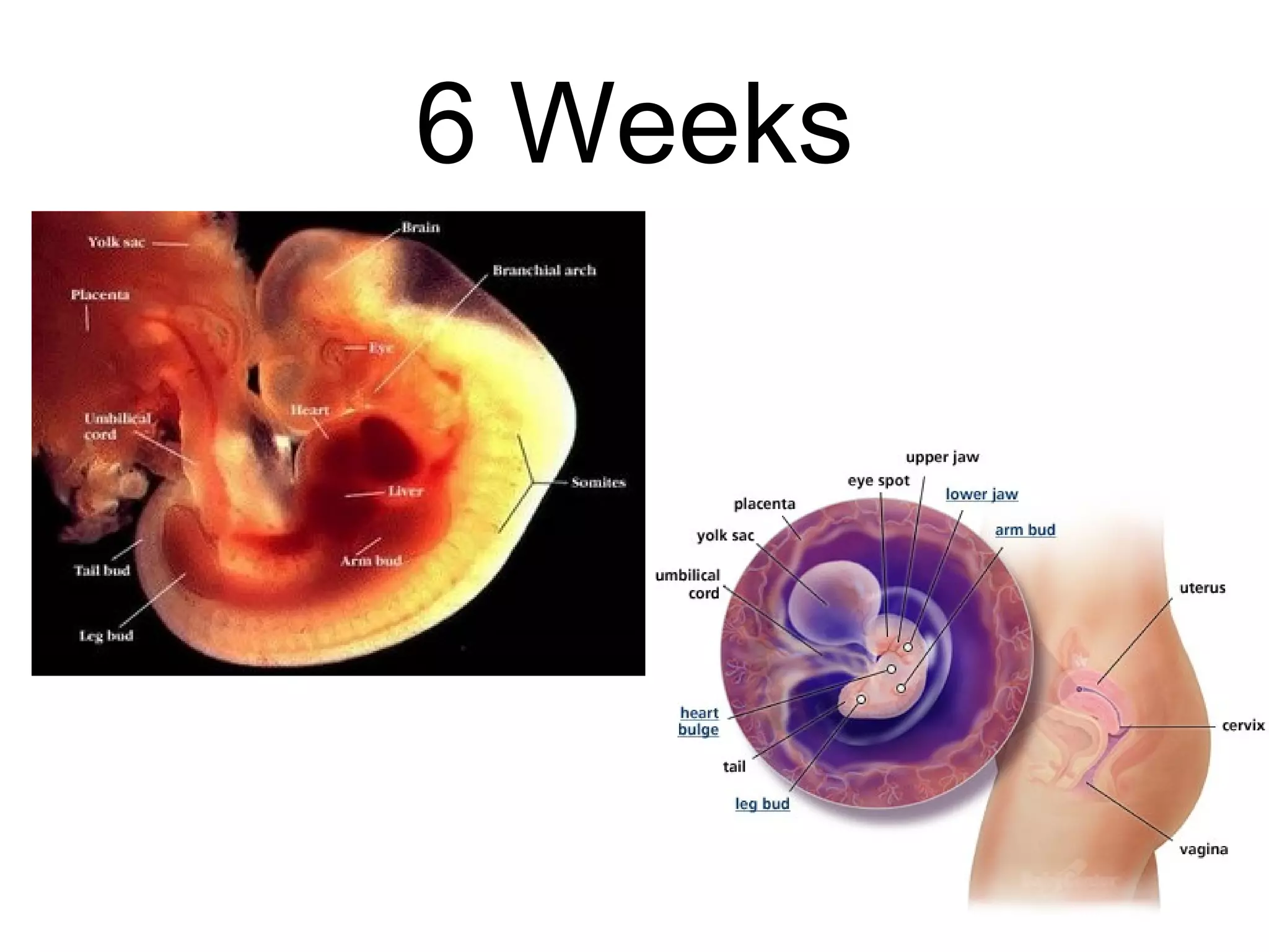 6 Weeks 