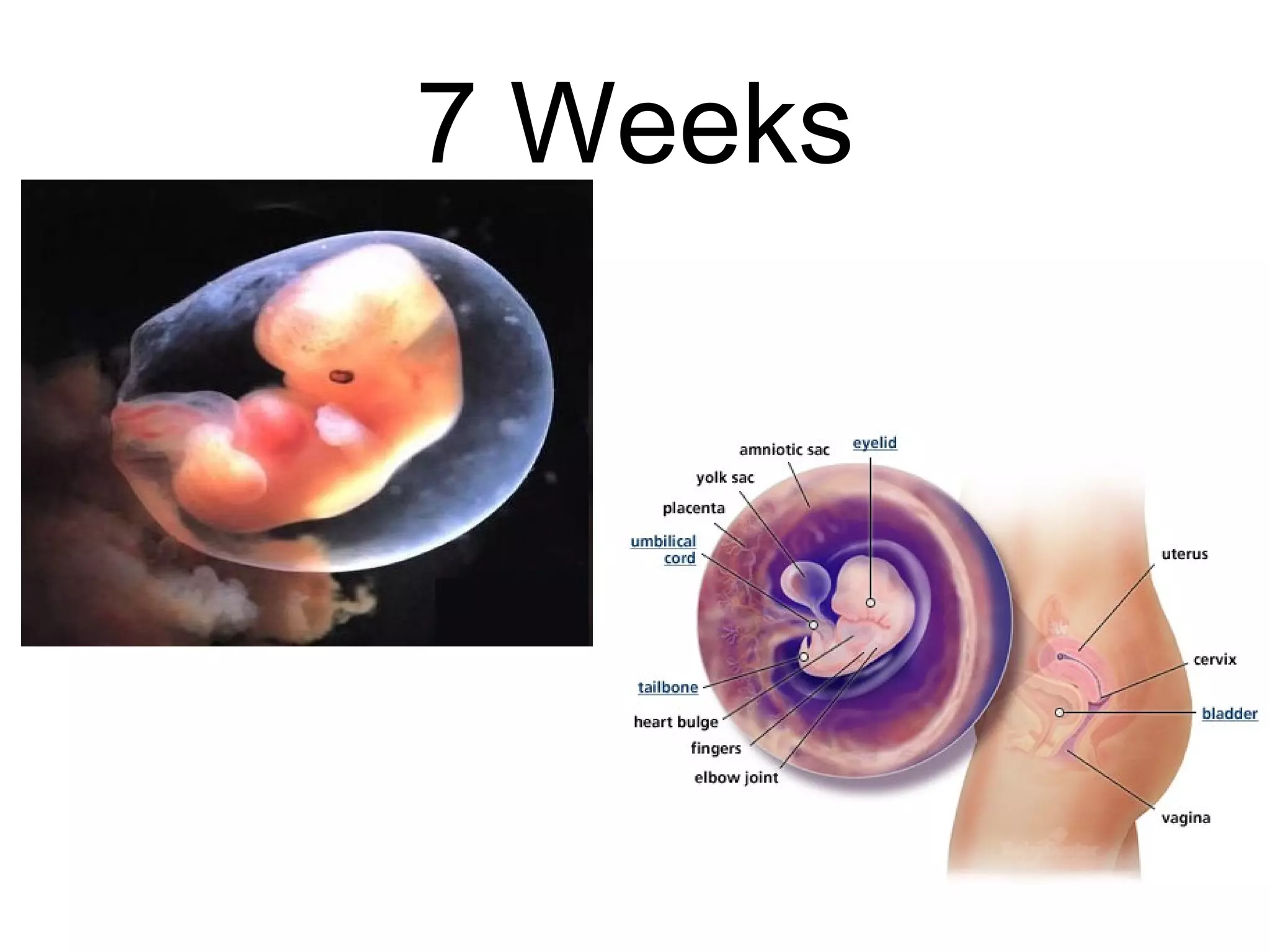 7 Weeks 