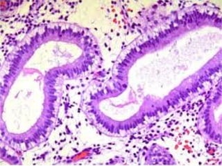 conception and adaptation to preg.pptx,,