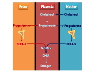 conception and adaptation to preg.pptx,,