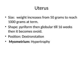 Uterus
• Size: weight increases from 50 grams to reach
1000 grams at term.
• Shape: pyriform then globular till 16 weeks
then it becomes ovoid.
• Position: Dextrorotation
• Myometrium: Hypertrophy
 
