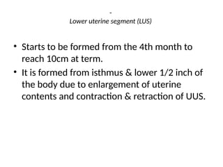 -
Lower uterine segment (LUS)
• Starts to be formed from the 4th month to
reach 10cm at term.
• It is formed from isthmus & lower 1/2 inch of
the body due to enlargement of uterine
contents and contraction & retraction of UUS.
 