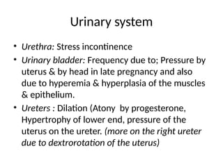 Urinary system
• Urethra: Stress incontinence
• Urinary bladder: Frequency due to; Pressure by
uterus & by head in late pregnancy and also
due to hyperemia & hyperplasia of the muscles
& epithelium.
• Ureters : Dilation (Atony by progesterone,
Hypertrophy of lower end, pressure of the
uterus on the ureter. (more on the right ureter
due to dextrorotation of the uterus)
 