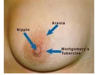 conception and adaptation to preg.pptx,,