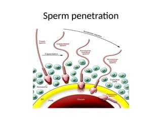 Sperm penetration
 