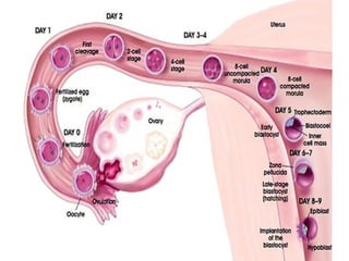 conception and adaptation to preg.pptx,,
