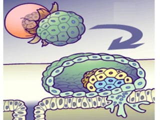 conception and adaptation to preg.pptx,,