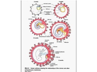 conception and adaptation to preg.pptx,,