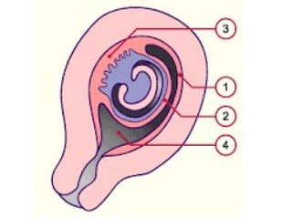 conception and adaptation to preg.pptx,,