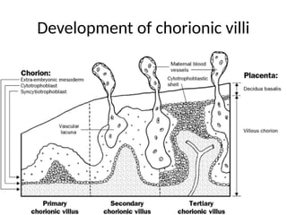 Development of chorionic villi
 