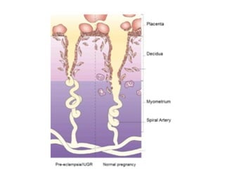 conception and adaptation to preg.pptx,,