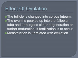 The follicle is changed into corpus luteum.
The ovum is peaked up into the fallopian
tube and undergoes either degeneration or
further maturation, if fertilization is to occur.
Menstruation is unrelated with ovulation.
 