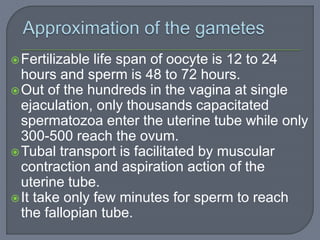 Fertilizable life span of oocyte is 12 to 24
hours and sperm is 48 to 72 hours.
Out of the hundreds in the vagina at single
ejaculation, only thousands capacitated
spermatozoa enter the uterine tube while only
300-500 reach the ovum.
Tubal transport is facilitated by muscular
contraction and aspiration action of the
uterine tube.
It take only few minutes for sperm to reach
the fallopian tube.
 