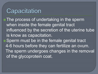 The process of undertaking in the sperm
when inside the female genital tract
influenced by the secretion of the uterine tube
is know as capacitation.
Sperm must be in the female genital tract
4-6 hours before they can fertilize an ovum.
The sperm undergoes changes in the removal
of the glycoprotein coat.
 