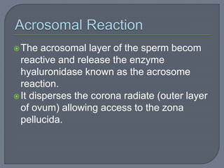 The acrosomal layer of the sperm becom
reactive and release the enzyme
hyaluronidase known as the acrosome
reaction.
It disperses the corona radiate (outer layer
of ovum) allowing access to the zona
pellucida.
 