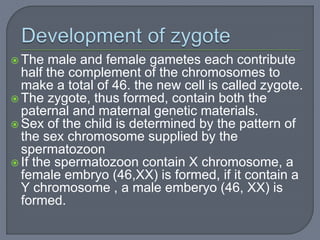 The male and female gametes each contribute
half the complement of the chromosomes to
make a total of 46. the new cell is called zygote.
 The zygote, thus formed, contain both the
paternal and maternal genetic materials.
 Sex of the child is determined by the pattern of
the sex chromosome supplied by the
spermatozoon
 If the spermatozoon contain X chromosome, a
female embryo (46,XX) is formed, if it contain a
Y chromosome , a male emberyo (46, XX) is
formed.
 