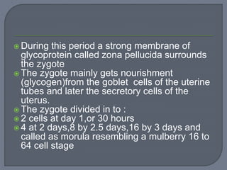  During this period a strong membrane of
glycoprotein called zona pellucida surrounds
the zygote
 The zygote mainly gets nourishment
(glycogen)from the goblet cells of the uterine
tubes and later the secretory cells of the
uterus.
 The zygote divided in to :
 2 cells at day 1,or 30 hours
 4 at 2 days,8 by 2.5 days,16 by 3 days and
called as morula resembling a mulberry 16 to
64 cell stage
 