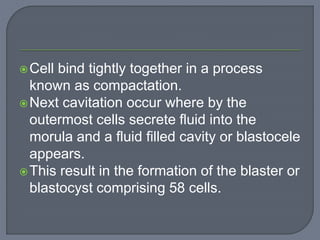 Cell bind tightly together in a process
known as compactation.
Next cavitation occur where by the
outermost cells secrete fluid into the
morula and a fluid filled cavity or blastocele
appears.
This result in the formation of the blaster or
blastocyst comprising 58 cells.
 