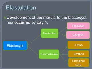 Development of the morula to the blastocyst
has occurred by day 4.
Blastocyst
Trophoblast
Placenta
Chorion
Inner cell mass
Fetus
Amnion
Umbilical
cord
 