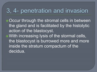 Occur through the stromal cells in between
the gland and is facilitated by the histolytic
action of the blastocyst.
With increasing lysis of the stormal cells,
the blastocyst is burrowed more and more
inside the stratum compactum of the
decidua.
 
