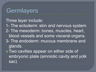 Three layer include:
1- The ectoderm: skin and nervous system
2- The mesoderm: bones, muscles, heart,
blood vessels and some visceral organs.
3- The endoderm: mucous membrane and
glands.
Two cavities appear on either side of
embryonic plate (amniotic cavity and yolk
sac)
 