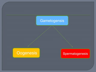 Gametogensis
SpermatogenesisOogenesis
 
