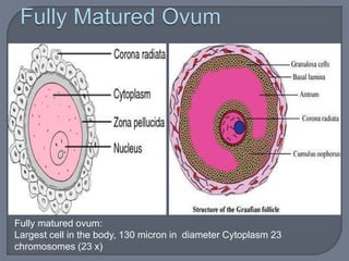 Fully matured ovum:
Largest cell in the body, 130 micron in diameter Cytoplasm 23
chromosomes (23 x)
 