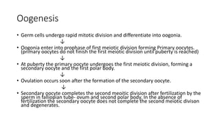 Oogenesis
• Germ cells undergo rapid mitotic division and differentiate into oogonia.
↓
• Oogonia enter into prophase of first meiotic division forming Primary oocytes.
(primary oocytes do not finish the first meiotic division until puberty is reached)
↓
• At puberty the primary oocyte undergoes the first meiotic division, forming a
secondary oocyte and the first polar body.
↓
• Ovulation occurs soon after the formation of the secondary oocyte.
↓
• Secondary oocyte completes the second meoitic division after fertilization by the
sperm in falliopian tube- ovum and second polar body. In the absence of
fertilization the secondary oocyte does not complete the second meiotic divison
and degenerates.
 