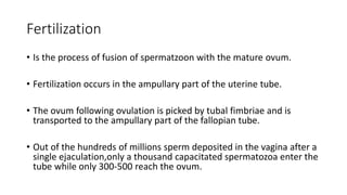 Fertilization
• Is the process of fusion of spermatzoon with the mature ovum.
• Fertilization occurs in the ampullary part of the uterine tube.
• The ovum following ovulation is picked by tubal fimbriae and is
transported to the ampullary part of the fallopian tube.
• Out of the hundreds of millions sperm deposited in the vagina after a
single ejaculation,only a thousand capacitated spermatozoa enter the
tube while only 300-500 reach the ovum.
 