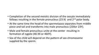 • Completion of the second meiotic division of the oocyte immediately
follows resulting in the female pronucleus (23 X) and 2nd polar body.
• At the same time the head of the spermetazoa separates from middle
piece and tail and transforms into male pronucleus (23Xor 23Y).
• Male and female pronucleus unite at the center resulting in
formation of zygote (46 XX or 46XY).
• Sex of the child will depend on the pattern of sex chromosome
supplied by the sperm.
 