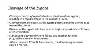 Cleavage of the Zygote
• Cleavage consists of repeated mitotic divisions of the zygote ,
resulting in a rapid increase in the number of cells.
• Cleavage normally occurs as the zygote passes along the uterine tube
toward the uterus
• Division of the zygote into blastomeres begins approximately 30 hours
after fertilization.
• Subsequent cleavage divisions follow one another, forming
progressively smaller blastomeres .
• When there are 12 to 32 blastomeres, the developing human is
called a morula.
 