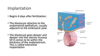 Implantation
• Begins 6 days after fertilization:
• The blastocyst attaches to the
endometrial epithelium, usually
adjacent to the embryonic pole.
• The blastocyst goes deeper and
deeper into the uterine mucosa
till it comes to lie within the
thickness of the endometrium.
This is called interstitial
implantation
 