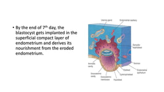 • By the end of 7th day, the
blastocyst gets implanted in the
superficial compact layer of
endometrium and derives its
nourishment from the eroded
endometrium.
 