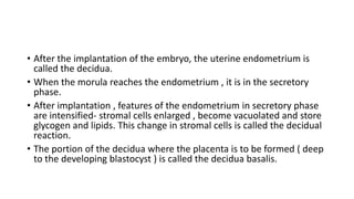 • After the implantation of the embryo, the uterine endometrium is
called the decidua.
• When the morula reaches the endometrium , it is in the secretory
phase.
• After implantation , features of the endometrium in secretory phase
are intensified- stromal cells enlarged , become vacuolated and store
glycogen and lipids. This change in stromal cells is called the decidual
reaction.
• The portion of the decidua where the placenta is to be formed ( deep
to the developing blastocyst ) is called the decidua basalis.
 