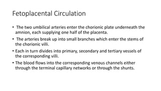 Fetoplacental Circulation
• The two umbilical arteries enter the chorionic plate underneath the
amnion, each supplying one half of the placenta.
• The arteries break up into small branches which enter the stems of
the chorionic villi.
• Each in turn divides into primary, secondary and tertiary vessels of
the corresponding villi.
• The blood flows into the corresponding venous channels either
through the terminal capillary networks or through the shunts.
 
