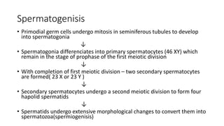 Spermatogenisis
• Primodial germ cells undergo mitosis in seminiferous tubules to develop
into spermatogonia
↓
• Spermatogonia differenciates into primary spermatocytes (46 XY) which
remain in the stage of prophase of the first meiotic division
↓
• With completion of first meiotic division – two secondary spermatocytes
are formed( 23 X or 23 Y )
↓
• Secondary spermatocytes undergo a second meiotic division to form four
hapolid spermatids
↓
• Spermatids undergo extensive morphological changes to convert them into
spermatozoa(spermiogenisis)
 
