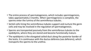 • The entire process of spermatogenesis, which includes spermiogenesis,
takes approximately 2 months. When spermiogenesis is complete, the
sperms enter the lumina of the seminiferous tubules.
• Sertoli cells lining the seminiferous tubules support and nurture the germ
cells and may be involved in the regulation of spermatogenesis.
• Sperms are transported passively from the seminiferous tubules to the
epididymis, where they are stored and become functionally mature.
• The epididymis is the elongated coiled duct along the posterior border of
the testis. It is continuous with the ductus deferens (vas deferens), which
transports the sperms to the urethra.
 