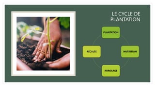 LE CYCLE DE
PLANTATION
PLANTATION
NUTRITION
ARROSAGE
RÉCOLTE
 