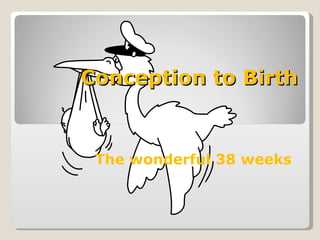 Conception to Birth The wonderful 38 weeks  