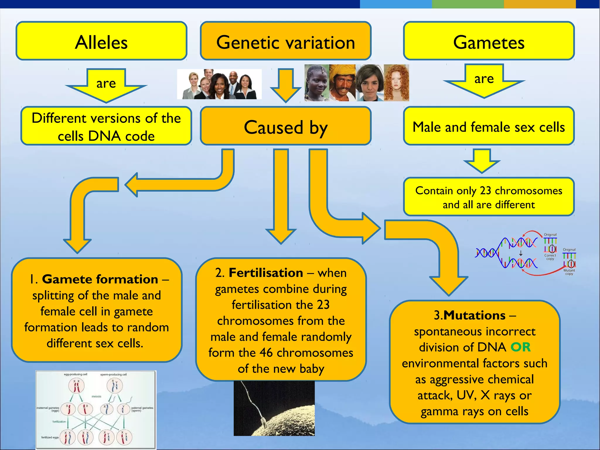 Alleles
Genetic variation
are
are
Different versions of the
cells DNA code
Gametes
Caused by
Male and female sex cells
Contain only 23 chromosomes
and all are different
1. Gamete formation –
splitting of the male and
female cell in gamete
formation leads to random
different sex cells.
2. Fertilisation – when
gametes combine during
fertilisation the 23
chromosomes from the
male and female randomly
form the 46 chromosomes
of the new baby
3.Mutations –
spontaneous incorrect
division of DNA OR
environmental factors such
as aggressive chemical
attack, UV, X rays or
gamma rays on cells