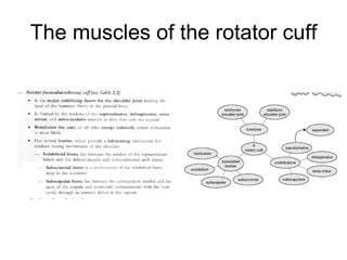 The muscles of the rotator cuff 