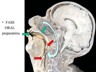 FASE ORAL preparatória 