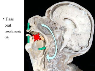 Fase oral  propriamente dita 