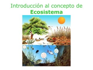 Introducción al concepto de  Ecosistema 