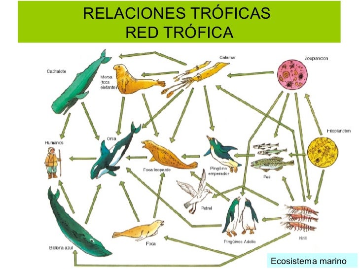 cadena trofica definicion pdf concepto de ecosistema cadena trofica definicion pdf concepto de ecosistema